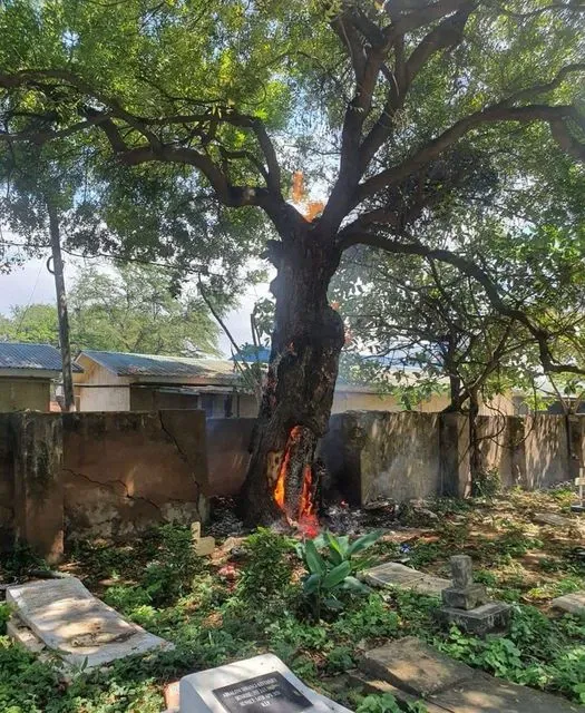 Cemetry Tree bursts to flames magically