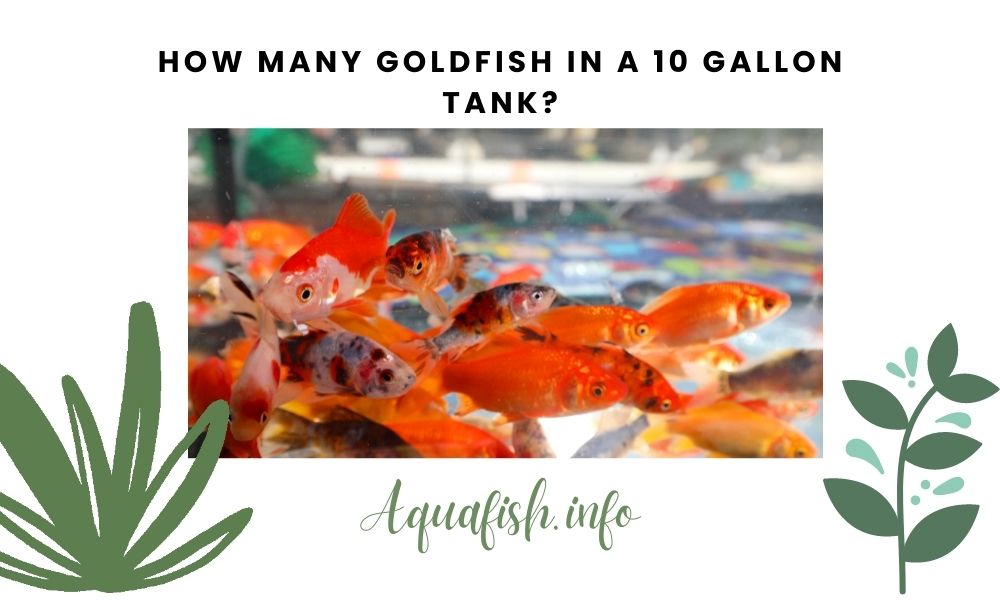 How Many Goldfish in a 10 Gallon Tank?