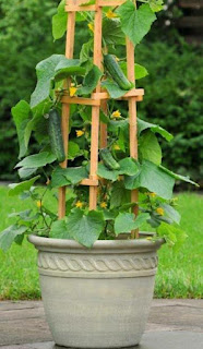 How to grow cucumbers in pots