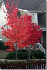 2011-11-11 (2)