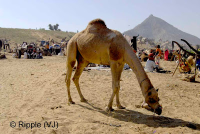 Posted by Ripple (VJ) :  Pushkar Camel Fair 2008 : Camel @ Pushkar Camel fair 2008