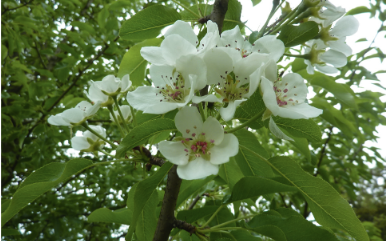 Груша зангезурская (Pyrus zangezura)