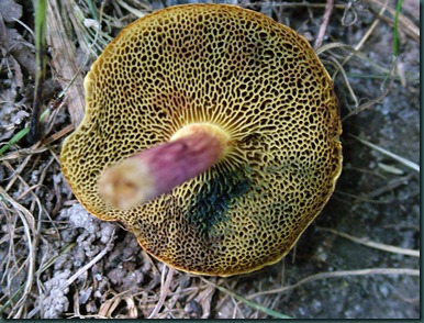 mushroom red (6)