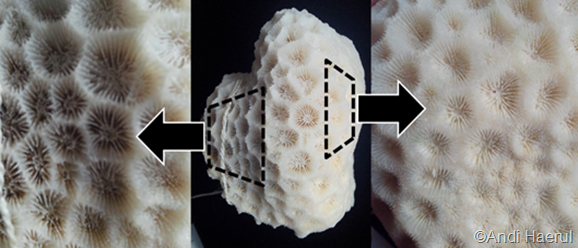 Favites Halicora