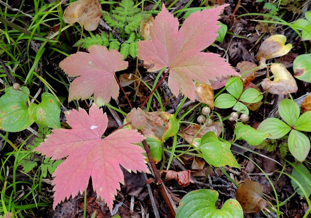 Смородина  сахалинская (Ribes sachalinense)