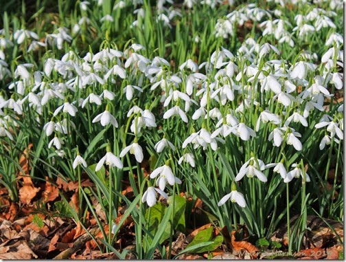 16-snowdrops-Ardwell