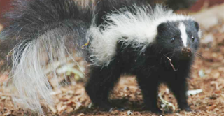 Skunk Facts, Amazing Animals , Skunk Amazing Fact