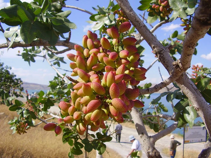 Do You Know What Your Favorite Foods Look Like While Growing - Favored pistachios grow on trees. When they ripen, the shell changes from green to red-yellow color, and then splits part way open.