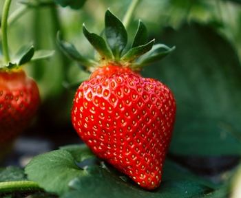 Morango é um alimento afrodisíaco?