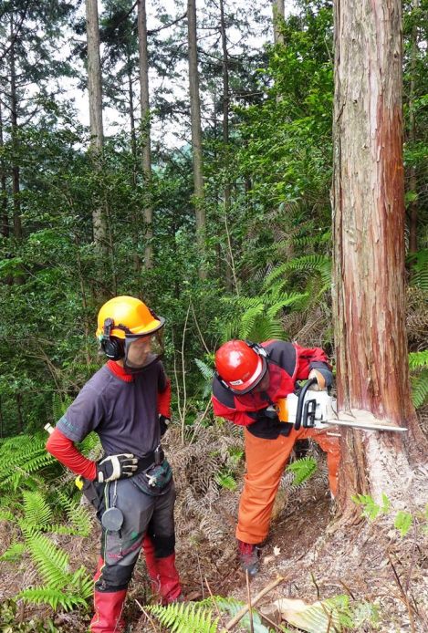 岐阜県立森林文化アカデミーブログ: 豪快に55年生ヒノキを伐採