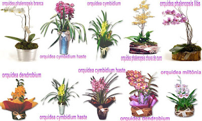 O gênero das orquídeas é muito vasto, no entanto, poucas são consideradas de valor comercial (presentes). As mais comercializadas são (nome popular): Cimbidio, Falenopsis, Catiléia, Híbridos, Chuva de Ouro, Olho de boneca, Sapatinho. Destas, a cimbidio e sapatinho são terrestres, são plantas que vivem na terra, suas raízes são utilizadas para absorção de nutrientes e, portanto, o seu meio de crescimento tem que possuir terra ou outro composto orgânico misturado a pedriscos, casca de pinus, coxim, etc