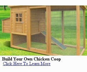  Build Your Own Chicken Coop Today!
