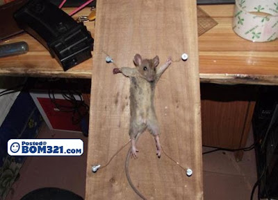 Tikus Kena Seksa (18+)