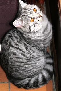 Chat british shorthair balck silver tabby