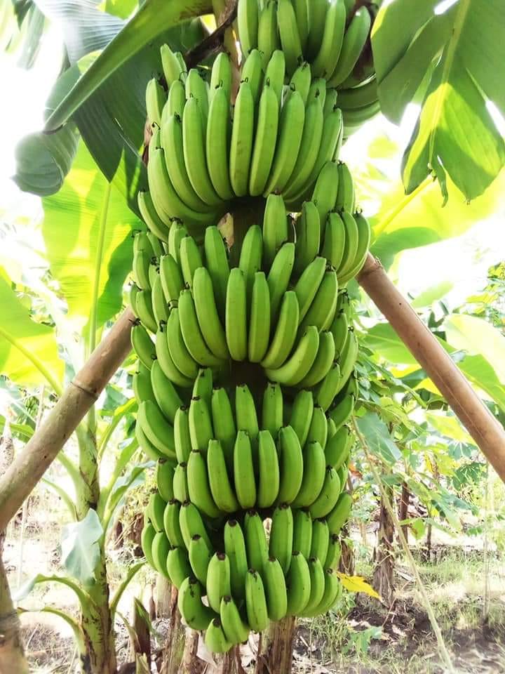 jual bibit pisang cavendish cocok ditanam dalampot Riau