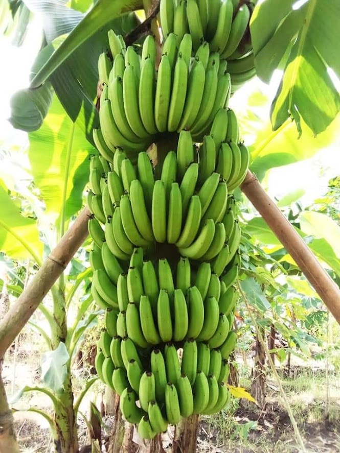 jual bibit pisang cavendish buah kavendis tanam sekali panen berkali kali cepat tumbuhnya Probolinggo