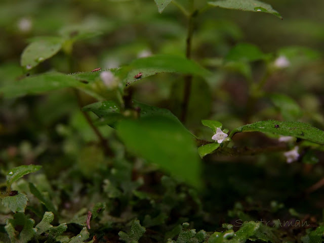 Hedyotis lindleyana