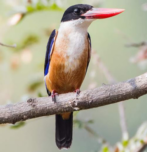 Black-capped kingfisher (Halcyon pileata)