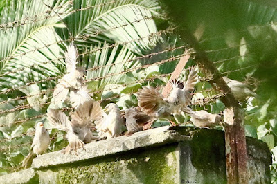 " Jungle Babbler Jungle Babbler - Turdoides striata Ribal gangs having it out Territorial dispute."