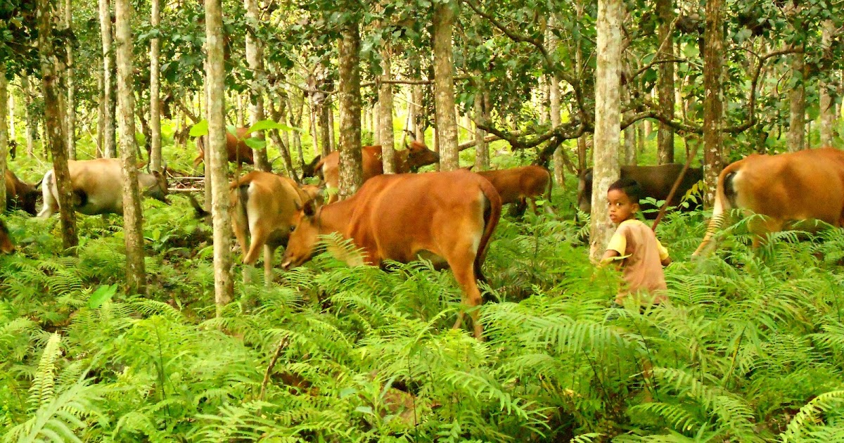 Agroforestry dan Keanekaragaman Hayati FORESTER UNTAD BLOG