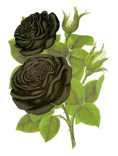 black rose clipart image floral art flower stock image download