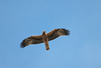 Havikarend - Haukearn - Aquila fasciata