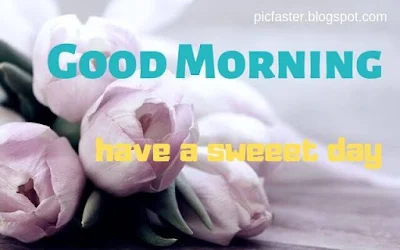 Good Morning Flower Images Free Download