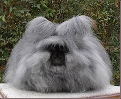 Amazing Animal Pictures Angora Rabbit (11)