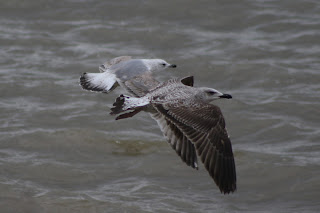 1st cycle Yellow-legged Gull and 2nd cycle Caspian Gull