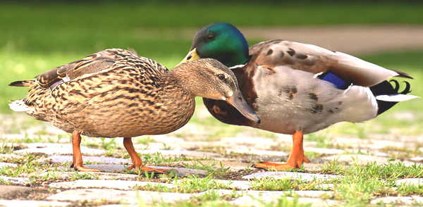 how to differentiate male and female ducks, differences between male and female ducks, male vs female ducks