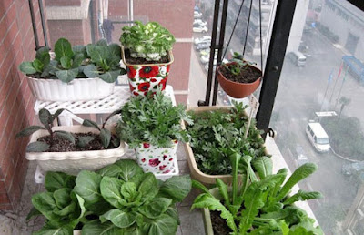 Trang trí chung cư bằng vườn rau sạch mini