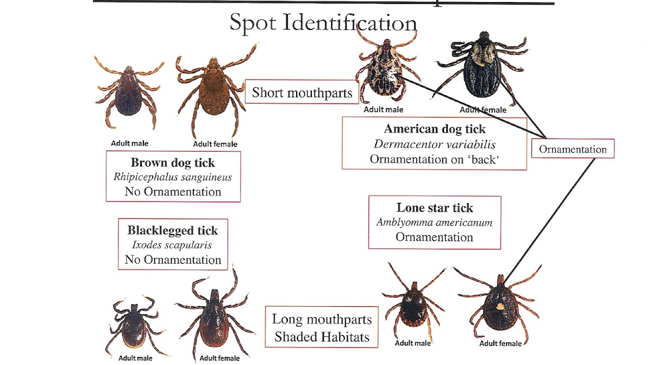 Types Of Ticks On Dogs