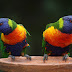 Do Parrots Have Good Memory?