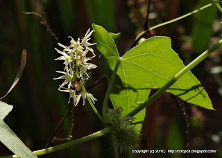 Wild Cucumber