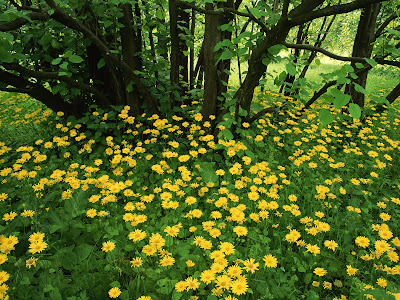 computer backgrounds flowers. desktop wallpaper flowers.