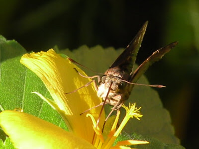 Another lazy August day at the DragonFly