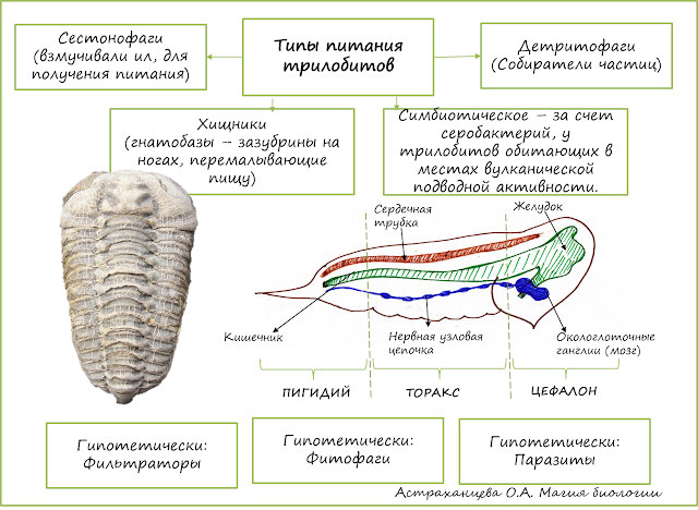 питание-трилобита