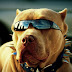 Cool Dogs HD Wallpapers