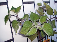 Physalis Peruvianus