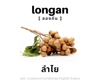 longan - ลำไย