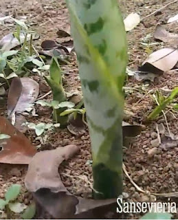 sansevieria, snake plant, mother in law's tongue