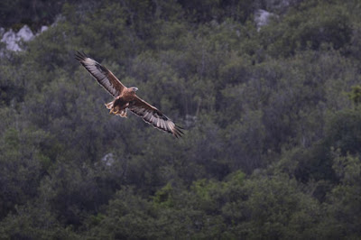 Long-legged-Buzzard-flying