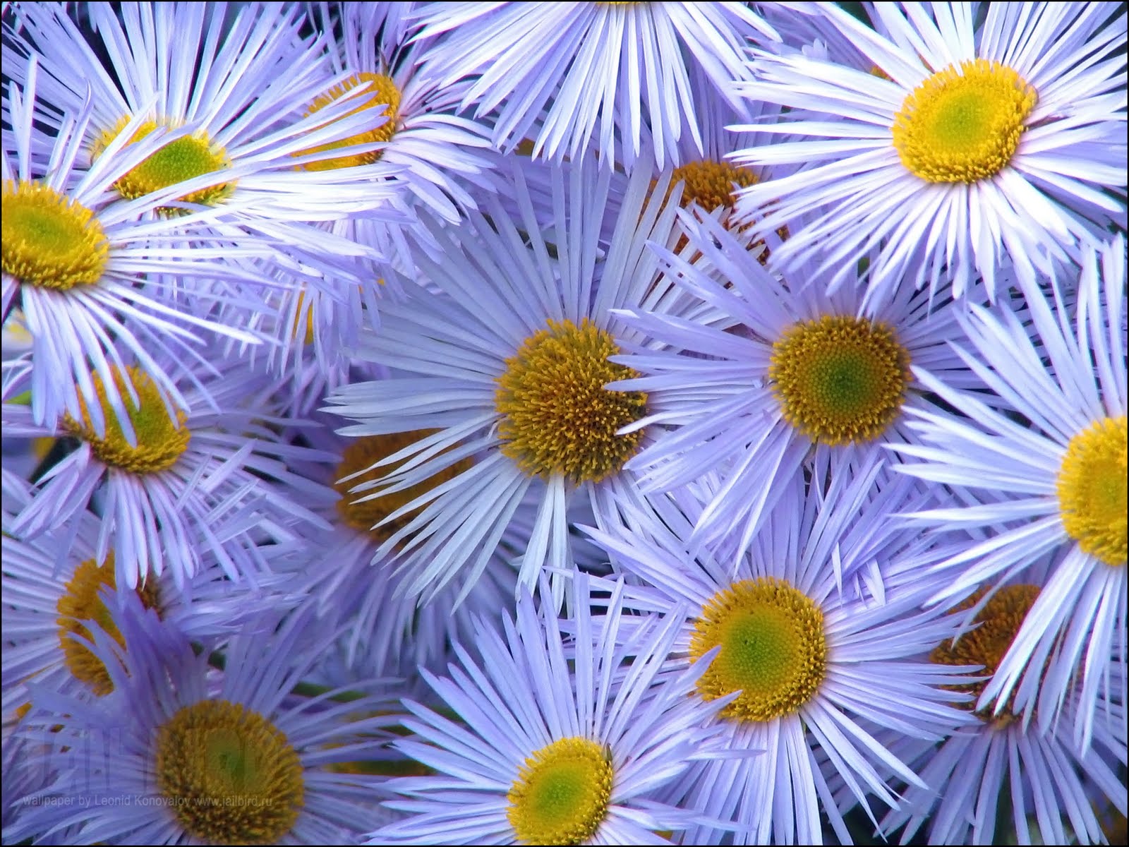 Free Desktop Wallpaper: Free Desktop Wallpaper Flowers