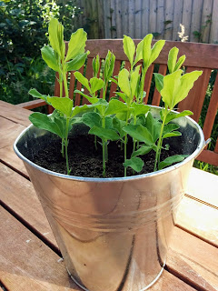 Sweet Peas growing in a Pot