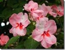 clip_image064