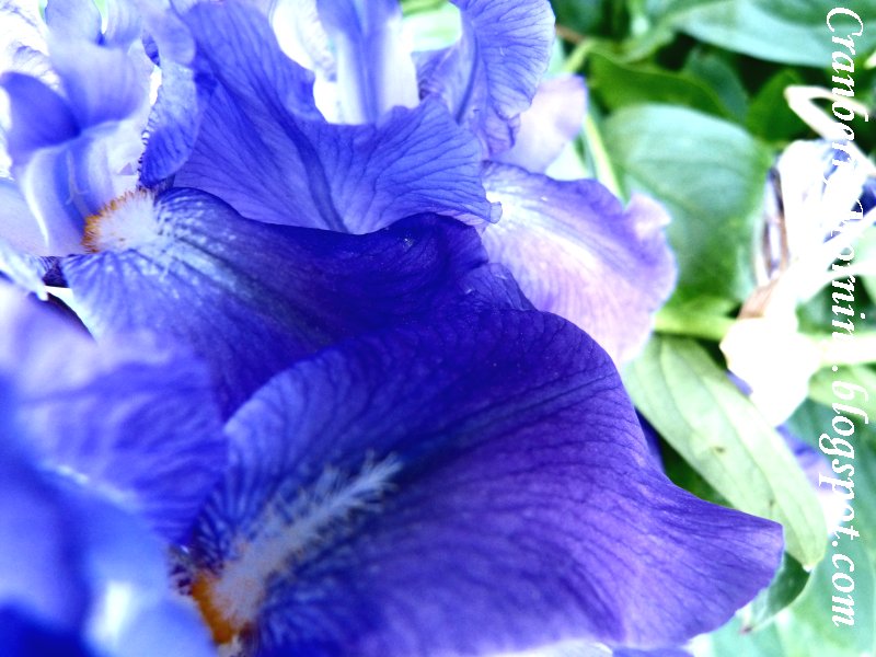 types of 6 petal flowers Blue Iris | 800 x 600