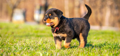 ROTTWEILER_associazione_mammagatta