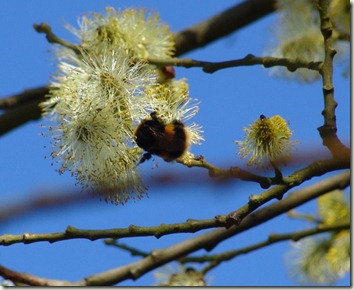 bee and willow bg