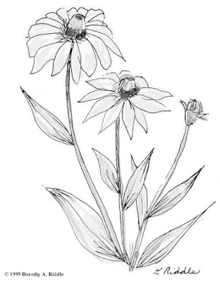 flowers-coloring-pages