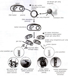  materi lengkap IPA Biologi Bab  Bioteknologi (Pengertian, Jenis, Penerapan, Dampak)